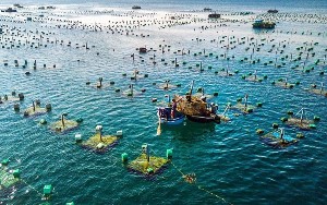 Phê duyệt đề án phát triển nuôi trồng thuỷ sản trên biển đến năm 2030, tầm nhìn đến năm 2045